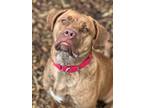 Adopt Rose a American Pit Bull Terrier / Mixed dog in Bloomington, IN (33744355)