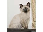 Adopt Glitter a White (Mostly) Siamese / Mixed (short coat) cat in Davis