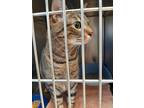 Adopt Jinxie a Domestic Shorthair / Mixed (short coat) cat in Mocksville