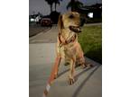 Adopt L'Oreal a Labrador Retriever dog in San Diego, CA (33744197)