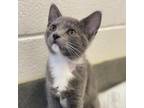 Adopt Malibu a Domestic Shorthair / Mixed cat in Rocky Mount, VA (33744194)