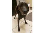 Adopt Amisa / AC 22737 a Plott Hound / Mixed dog in Greeneville, TN (33744172)