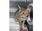 Adopt Tillie a Domestic Shorthair / Mixed (short coat) cat in Fort Myers