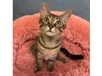 Adopt Oliver Queen a Domestic Shorthair / Mixed (short coat) cat in Hampton