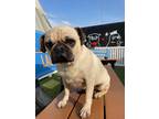 Adopt Bert II a Pug / Mixed dog in Gardena, CA (33743953)