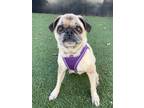 Adopt Bogart *special needs* a Pug / Mixed dog in Gardena, CA (33743952)