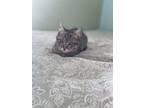 Adopt Tabby Kitten a Domestic Shorthair cat in Somers, CT (33743951)