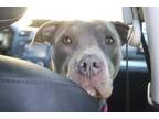 Adopt Asia a Pit Bull Terrier / Mixed dog in Claremore, OK (33743893)