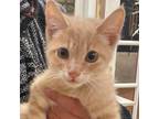 Adopt Benjamin (MC) a Orange or Red Domestic Shorthair / Mixed (short coat) cat