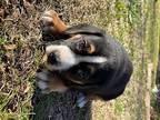 Adopt Elef a Tricolor (Tan/Brown & Black & White) Beagle / Mixed dog in