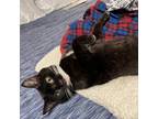 Adopt Stefon Diggs a All Black Domestic Shorthair / Mixed cat in Gibsonia