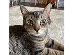 Adopt Scotty a Gray or Blue Domestic Shorthair / Mixed cat in Gibsonia