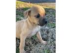 Adopt Oliver a Tan/Yellow/Fawn Pug / Dachshund / Mixed dog in Bridgeport