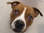 Adopt OAKLEY a Tan/Yellow/Fawn Pit Bull Terrier / Mixed dog in Denver