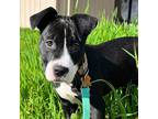 Adopt Northstar a Black - with White Pit Bull Terrier / Mixed dog in Sunnyvale