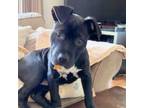 Adopt Palisade a Black - with White Pit Bull Terrier / Mixed dog in Sunnyvale