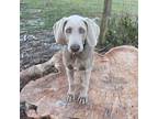 Adopt Rascal a Gray/Silver/Salt & Pepper - with Black Weimaraner / Mixed dog in