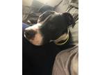 Adopt Roscoe a Black - with White Border Collie / Mixed dog in Denver