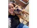 Adopt Gizmo a Tan/Yellow/Fawn American Pit Bull Terrier / Mixed Breed (Medium) /