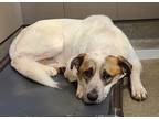 Adopt Cashie a Mixed Breed (Medium) / Mixed dog in Rome, GA (33743514)