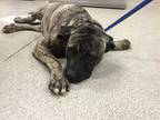 Adopt Dog a Brindle Mastiff / Mixed dog in Jurupa Valley, CA (33740669)