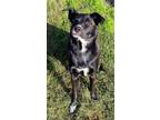Adopt Maverick a Labrador Retriever / Mixed dog in Dallas, TX (33743321)