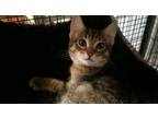 Adopt Tinker a Gray, Blue or Silver Tabby Domestic Shorthair / Mixed (short