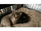 Adopt Tanner a Gray, Blue or Silver Tabby Domestic Shorthair / Mixed (short