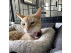 Adopt Kiki a Orange or Red Domestic Shorthair / Mixed cat in Spanish Fork