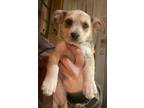 Adopt Puppy Monkey a Tan/Yellow/Fawn - with Black Dachshund / Mixed dog in