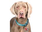 Adopt Kiko a Tan/Yellow/Fawn Weimaraner / Mixed dog in Tinley Park