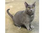 Adopt Fish/Glover a Gray or Blue Russian Blue (short coat) cat in Albemarle