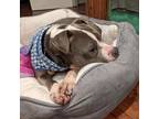 Adopt Sonja a Gray/Silver/Salt & Pepper - with White Pit Bull Terrier / Mixed
