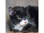 Adopt Chancy a All Black Domestic Shorthair / Mixed cat in American Fork