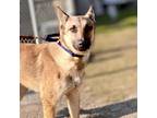 Adopt Meg a Black Shepherd (Unknown Type) / Mixed dog in Fresno, CA (33742639)