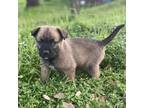 Adopt Cub a Tan/Yellow/Fawn Shepherd (Unknown Type) / Boxer / Mixed dog in