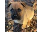 Adopt Sheriff a Tan/Yellow/Fawn Shepherd (Unknown Type) / Boxer / Mixed dog in