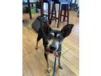 Adopt Kira a Black - with Tan, Yellow or Fawn Miniature Pinscher / Mixed dog in