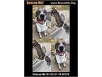 Adopt Papi Chulo a Gray/Blue/Silver/Salt & Pepper Catahoula Leopard Dog dog in