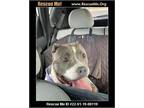 Adopt Moana a Gray/Silver/Salt & Pepper - with White American Staffordshire