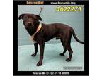 Adopt Cadbury a Black Labrador Retriever dog in Benton, PA (33742632)