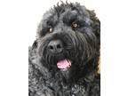 Adopt Marge a Black - with White Bouvier des Flandres / Mixed dog in Napa