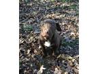 Adopt Candy a Brown/Chocolate - with White Labrador Retriever / Mixed dog in