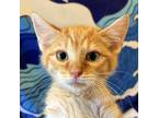 Adopt OJ a Orange or Red Domestic Shorthair / Mixed cat in Huntsville