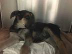 Adopt ASHER a Brown/Chocolate German Shepherd Dog / Mixed dog in Dallas