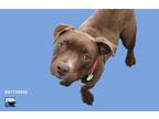Adopt A1139040 a Tan/Yellow/Fawn - with White American Pit Bull Terrier / Mixed