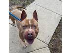 Adopt Terry a Tan/Yellow/Fawn Pit Bull Terrier / Mixed dog in Waldorf