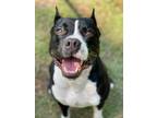 Adopt Apollo a Black - with White American Staffordshire Terrier / Mixed dog in
