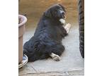 Adopt Luna a Black - with White Border Collie / Australian Shepherd / Mixed dog
