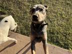 Adopt Chevy a Black - with Tan, Yellow or Fawn Australian Cattle Dog / Belgian